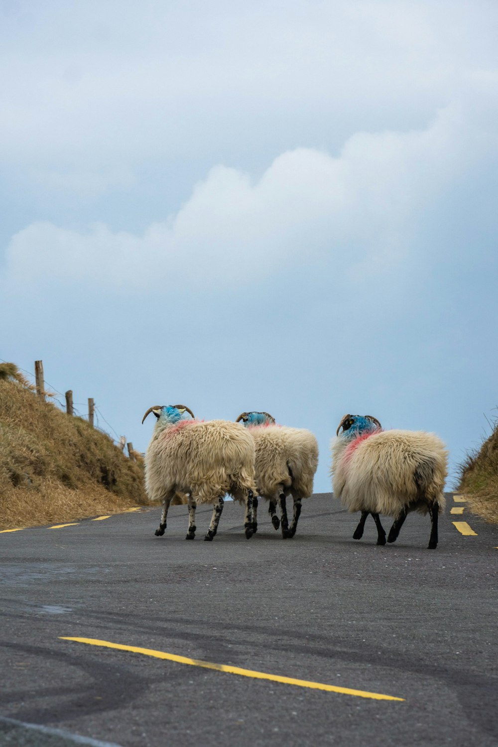 Eine Schafherde geht über eine Straße