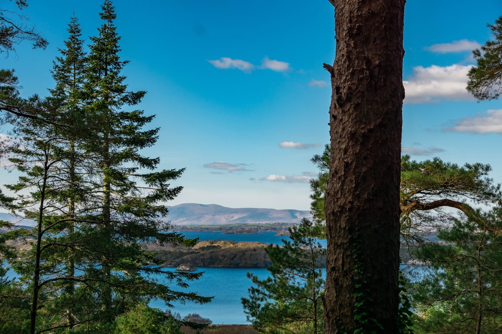 a view of a lake through some trees