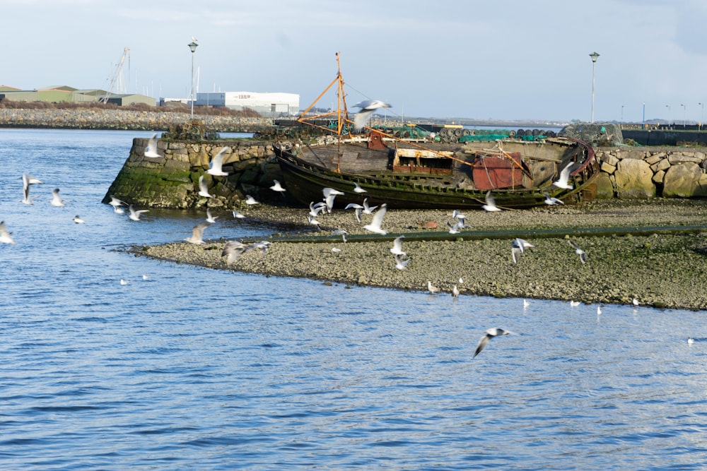 a group of birds flying over a body of water