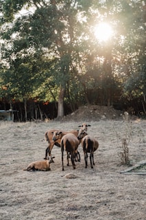 A group of goats stands on a dry, grassy field surrounded by dense trees with sunlight filtering through the leaves. One goat is lying down while the others stand upright, huddled closely together.