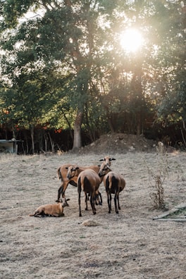 Rows of healthy goats standing alert on a sunny hillside farm.
