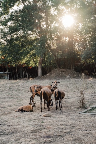 A group of goats stands on a dry, grassy field surrounded by dense trees with sunlight filtering through the leaves. One goat is lying down while the others stand upright, huddled closely together.