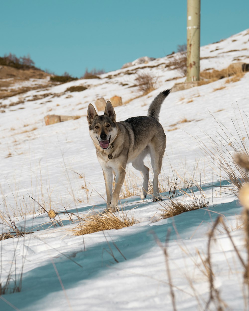 a dog that is standing in the snow