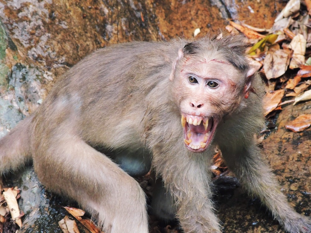 a monkey with it's mouth open on the ground