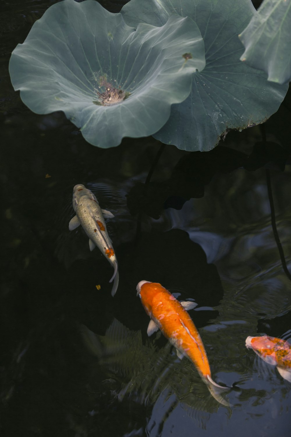 a group of koi fish swimming in a pond