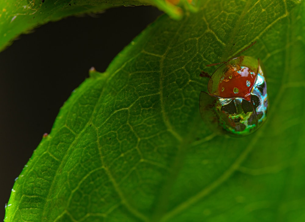 a close up of a lady bug on a green leaf