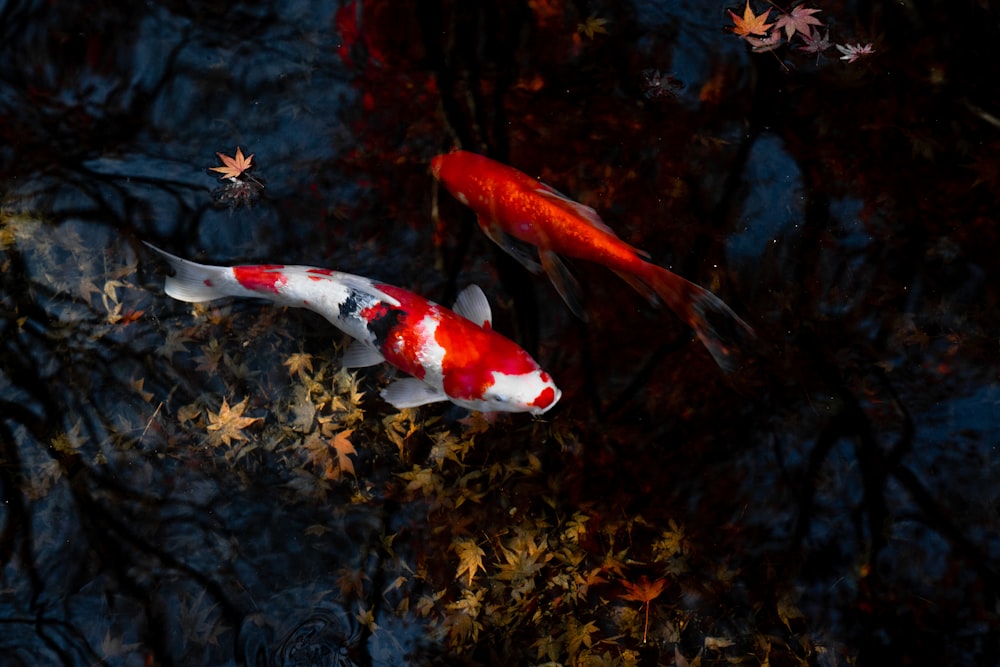 a koi fish swimming in a pond surrounded by leaves