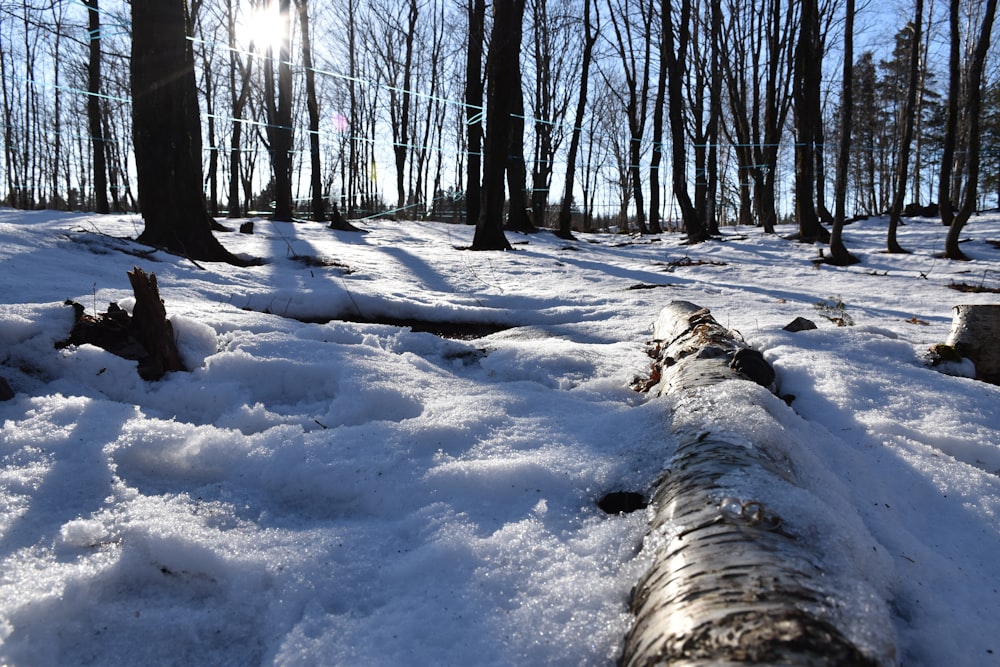 a log laying in the snow in a forest