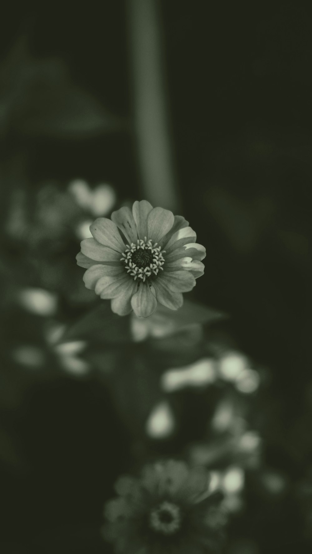 a black and white photo of a flower