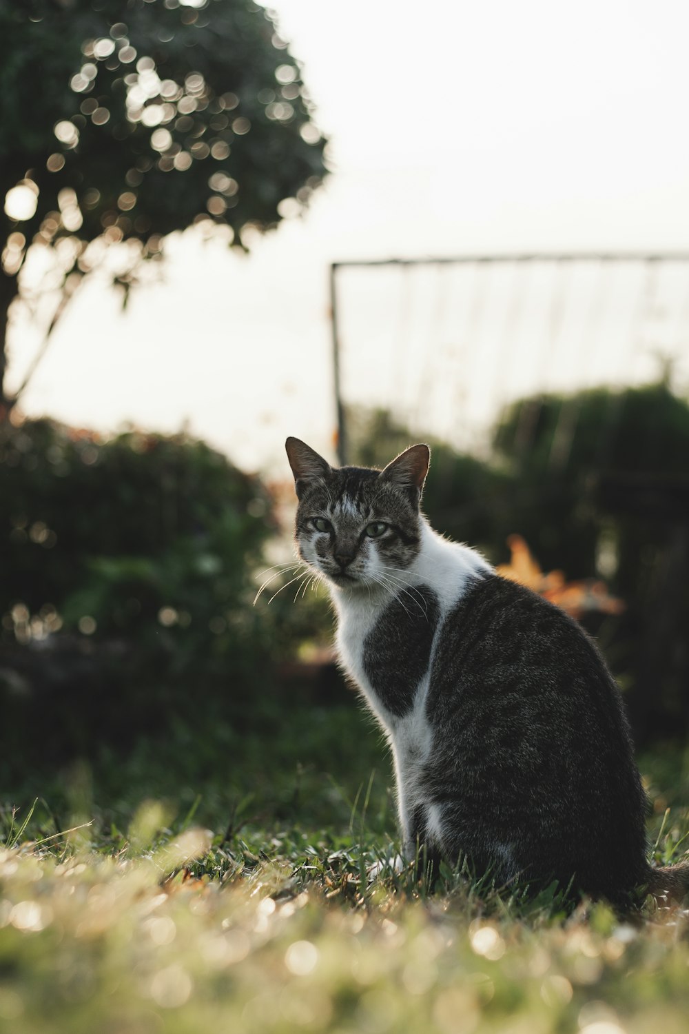 a black and white cat sitting in the grass