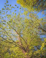 A network of lush, green tree branches against a clear blue sky. The foliage is dense with vibrant leaves, suggesting the freshness of spring. Sunlight filters through, highlighting the varied shades of green.