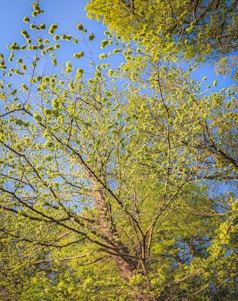 A network of lush, green tree branches against a clear blue sky. The foliage is dense with vibrant leaves, suggesting the freshness of spring. Sunlight filters through, highlighting the varied shades of green.