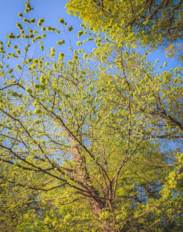 A network of lush, green tree branches against a clear blue sky. The foliage is dense with vibrant leaves, suggesting the freshness of spring. Sunlight filters through, highlighting the varied shades of green.