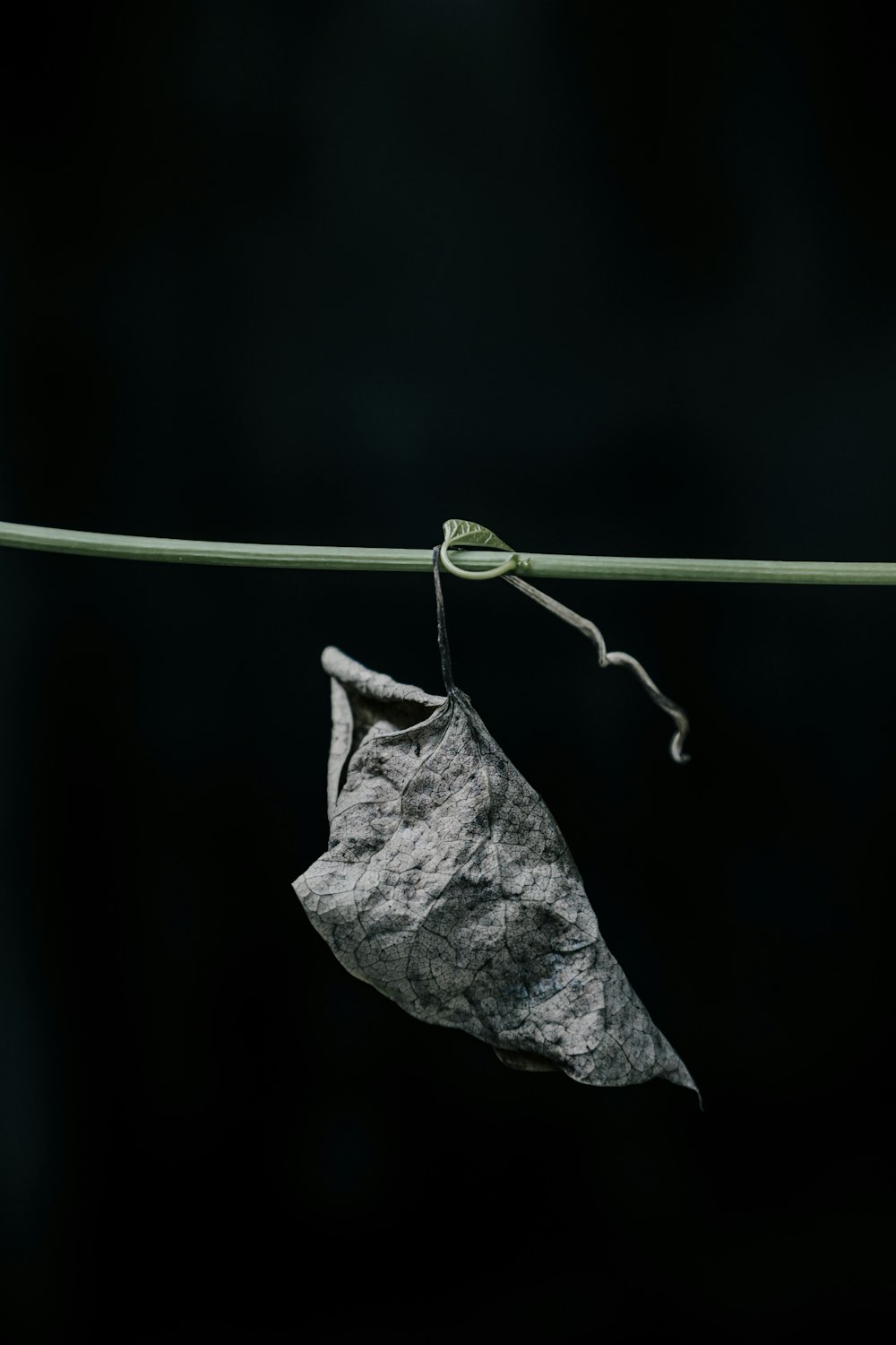 uma folha pendurada em um fio com um fundo preto