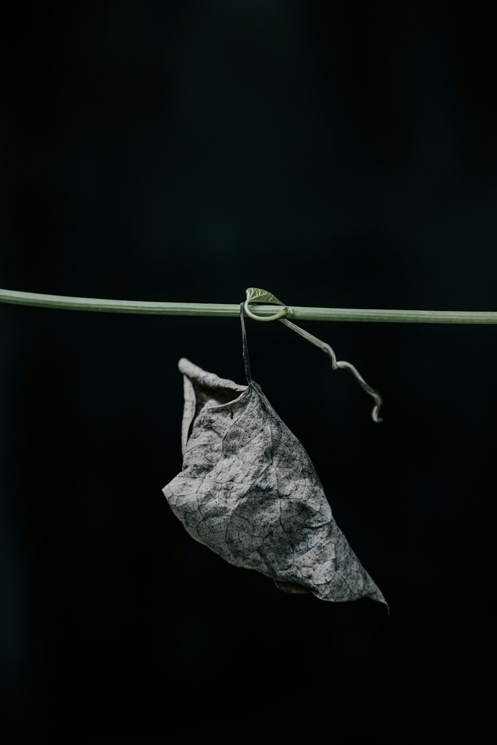 a leaf hanging on a wire with a black background