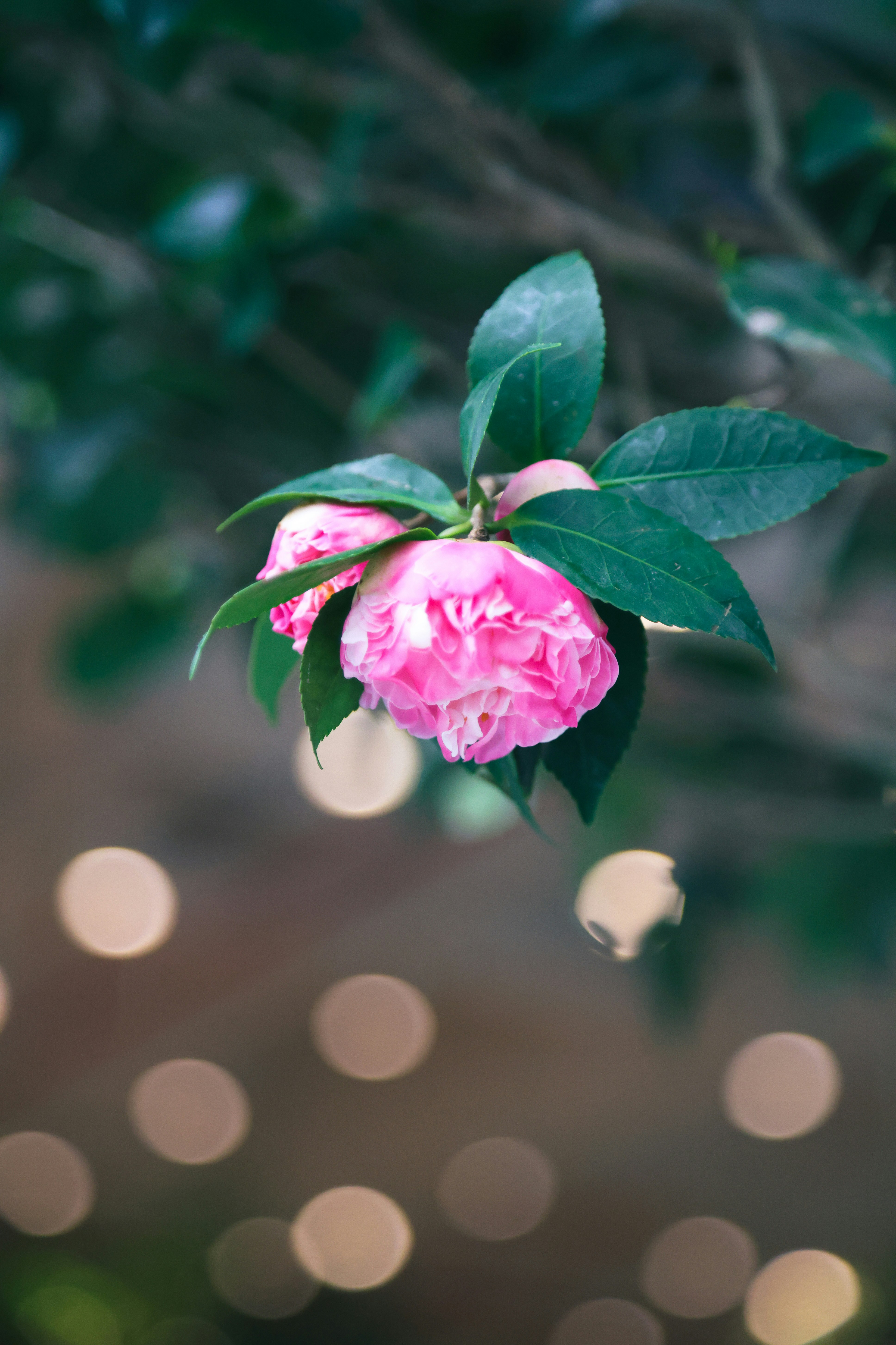 Photo by dickenslin76