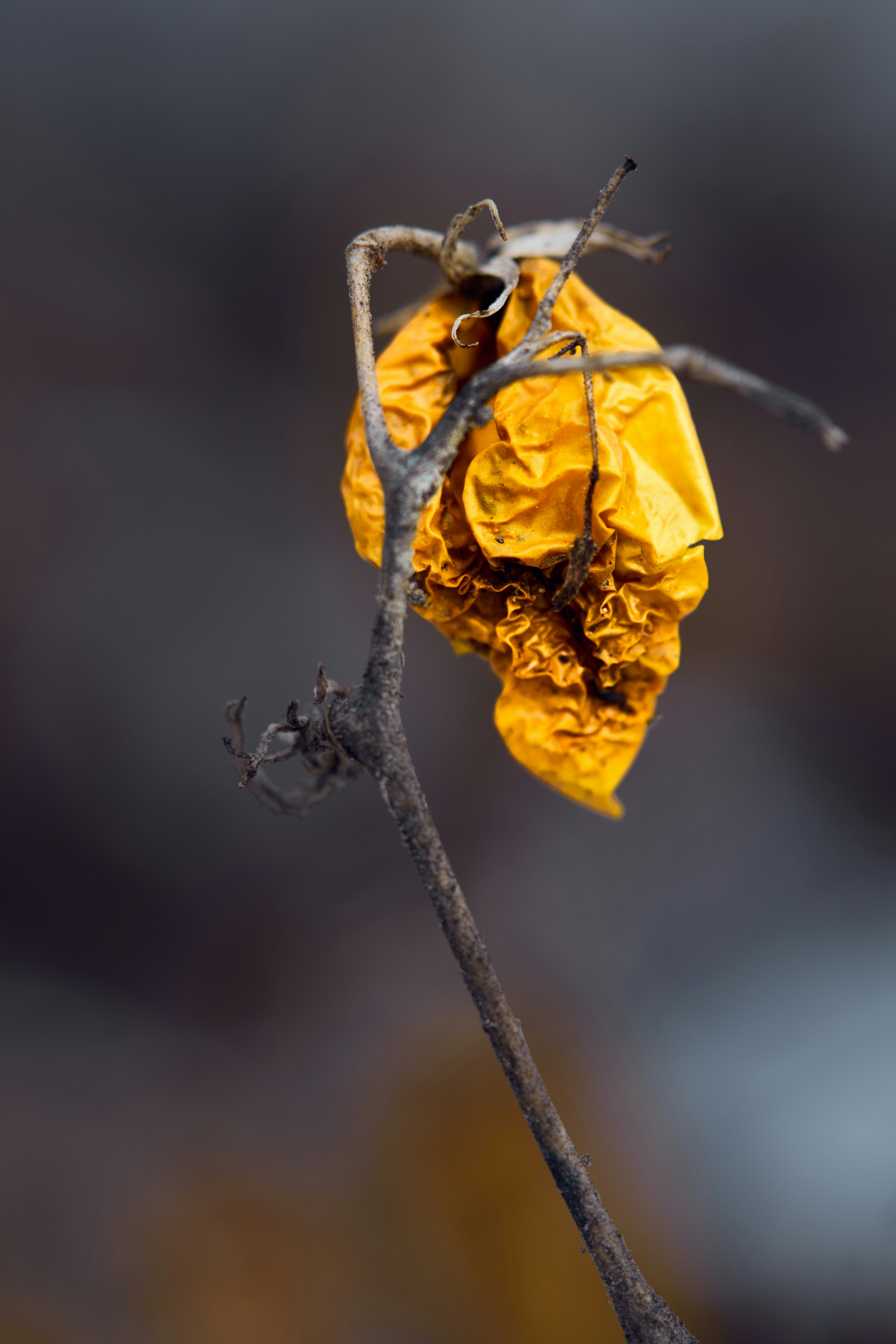 a yellow flower that is on a twig