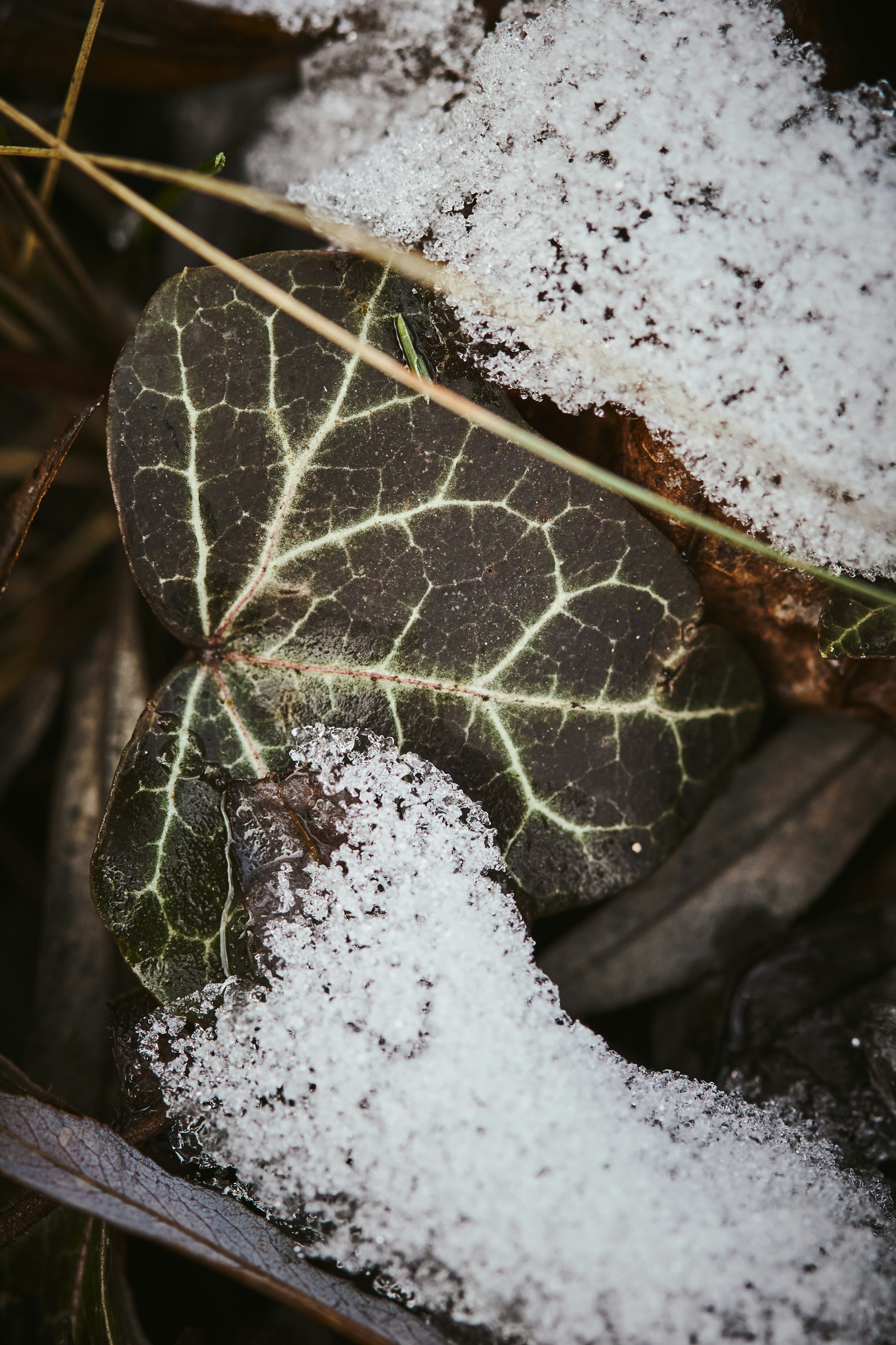 a close up of a leaf on a rock covered in snow
