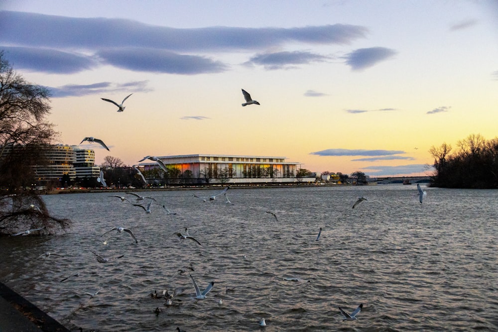 a flock of birds flying over a body of water