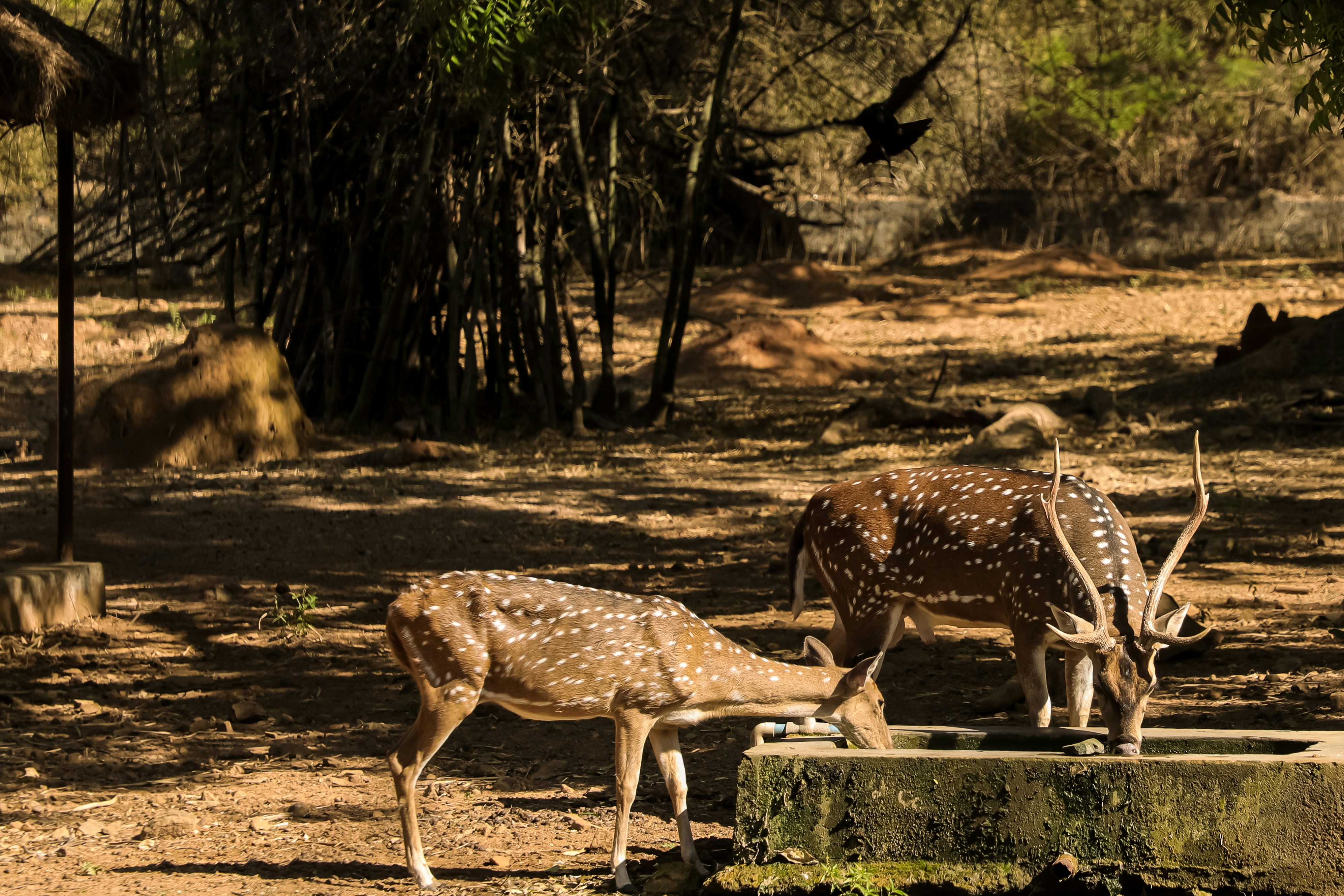 un couple d’animaux qui se tiennent dans la terre