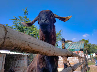 Close-up of healthy goats feeding near a traditional wooden fence under clear blue skies.