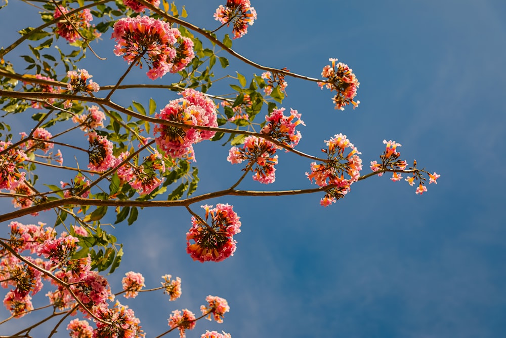 pink flowers blooming on a tree branch against a blue sky
