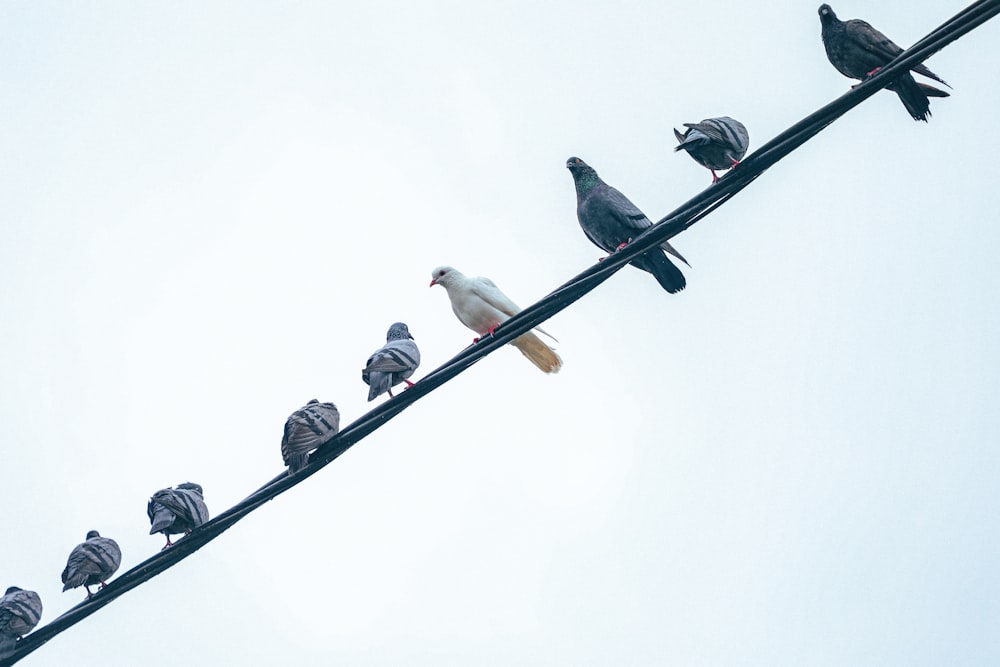 Uno stormo di uccelli seduti in cima a una linea elettrica