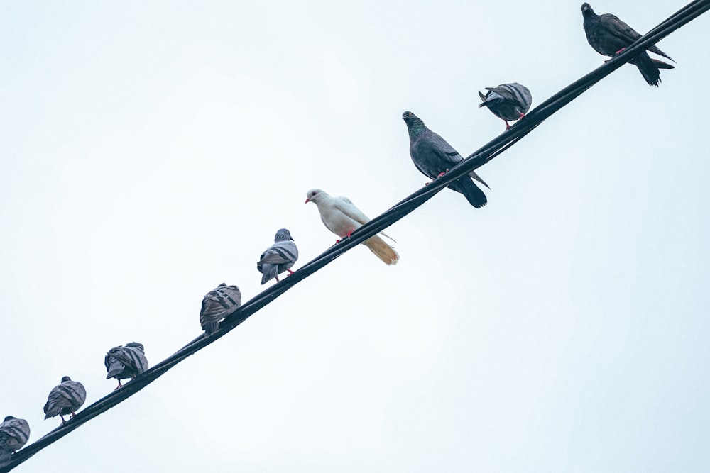 une volée d’oiseaux assis au sommet d’une ligne électrique