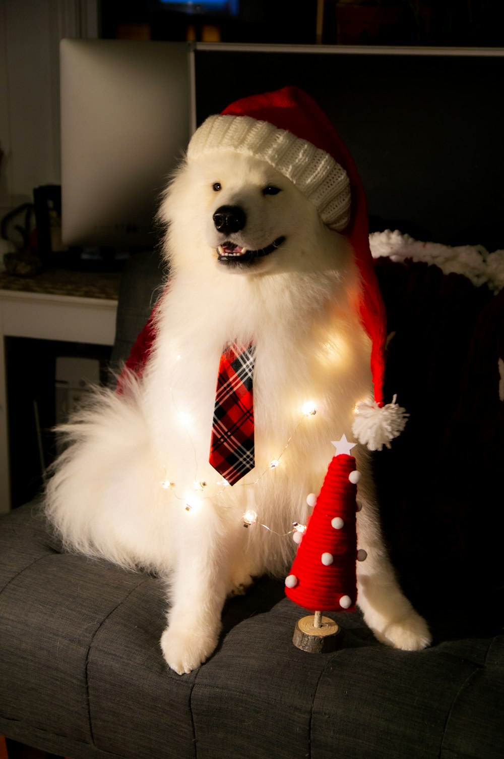 a white dog wearing a red and white tie