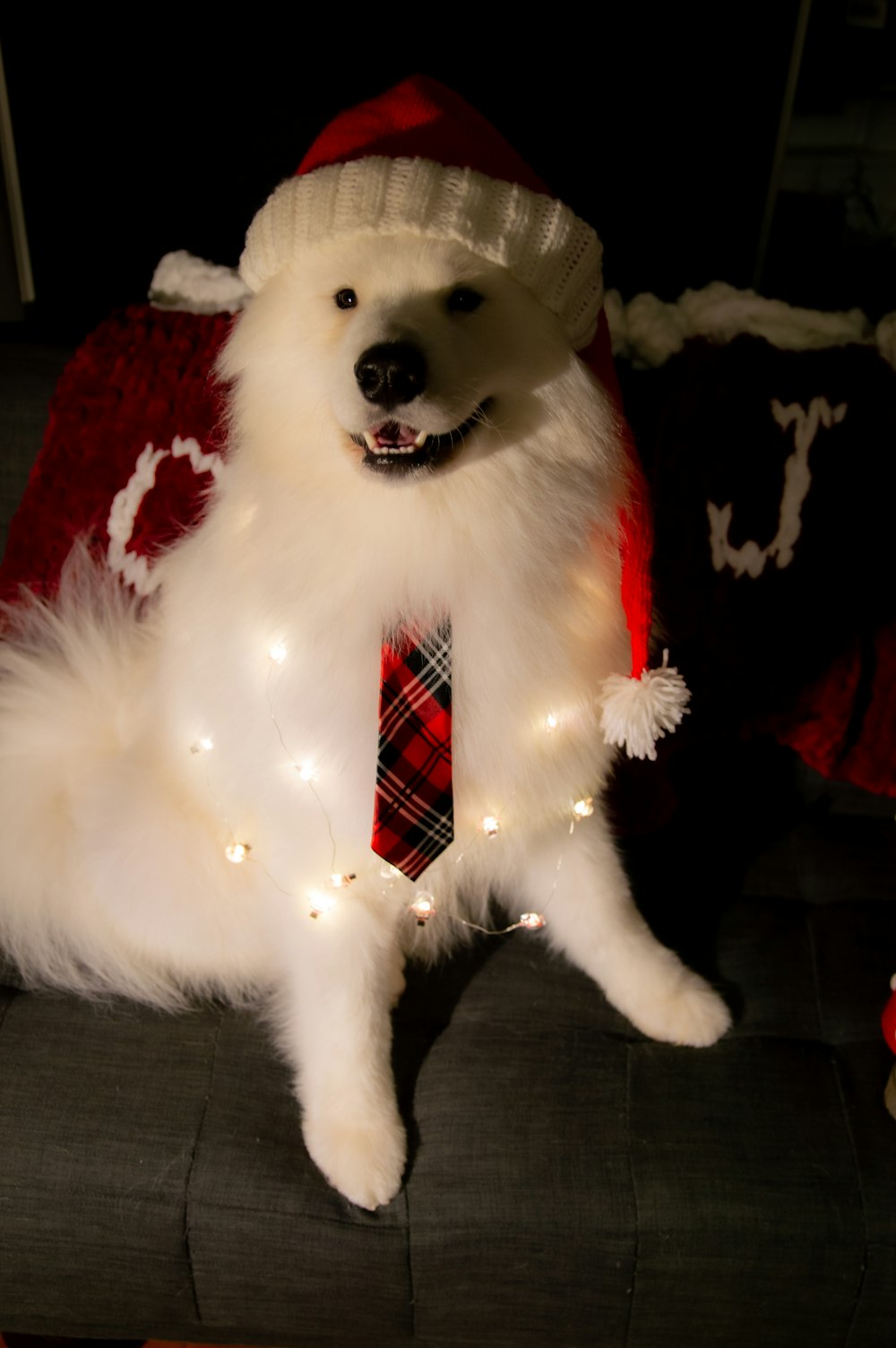 um cão branco vestindo uma gravata vermelha e um chapéu de Papai Noel