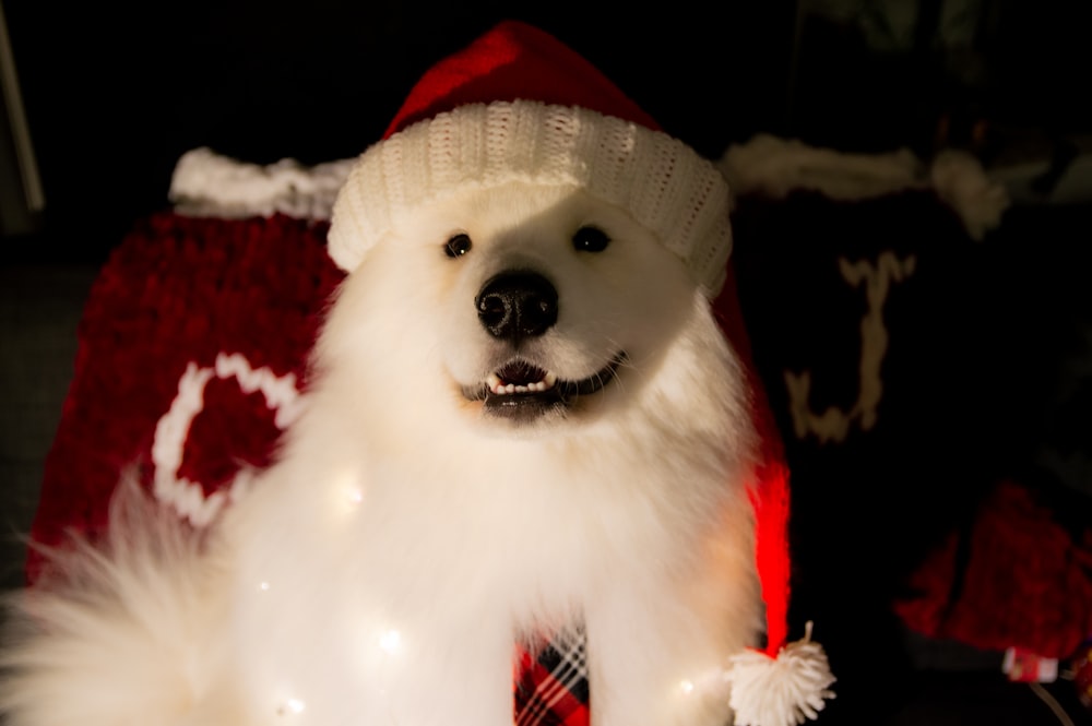 a white polar bear wearing a santa hat