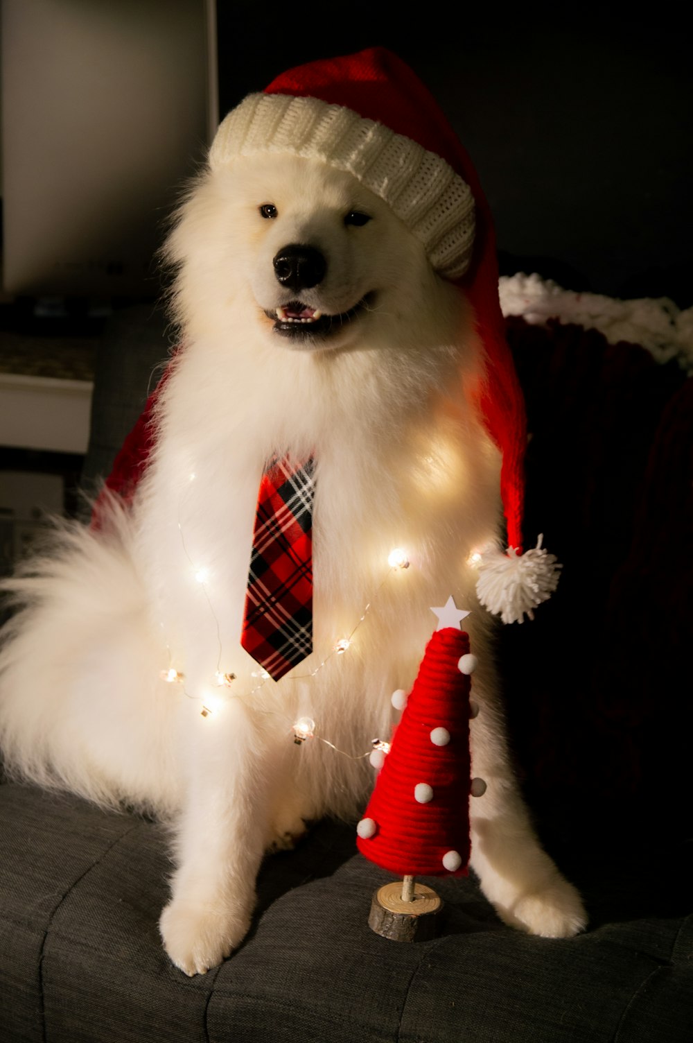 um cão branco vestindo uma gravata vermelha e um chapéu de Natal