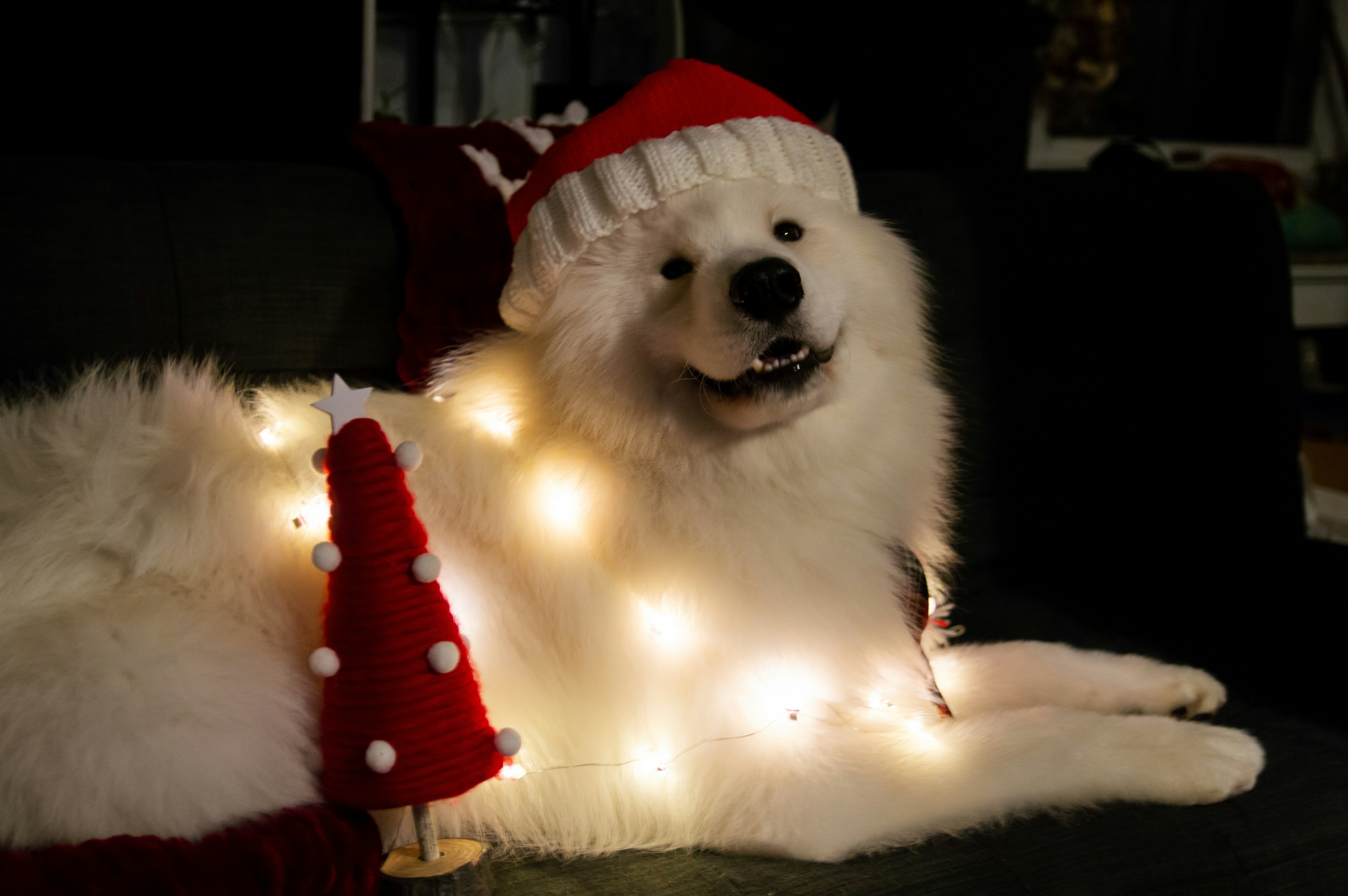 A floofy white-haired doggo wearing a knitted santa hat, draped in christmas lights, with a small knitted red tree w/ ornaments and a wood base next to the doggo