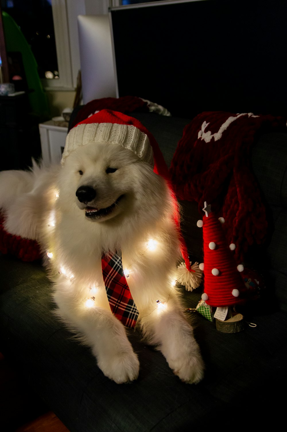a white dog wearing a light up sweater
