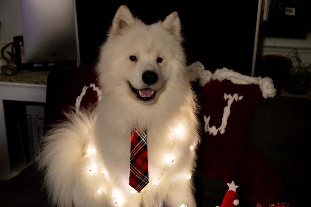 a white dog wearing a red and white tie