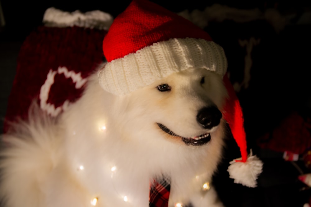 Un perro blanco con un sombrero navideño rojo y blanco