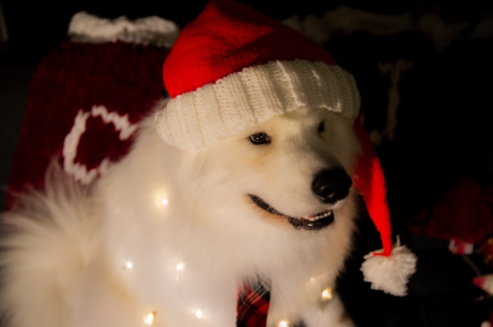 um cão branco vestindo um chapéu de Natal vermelho e branco