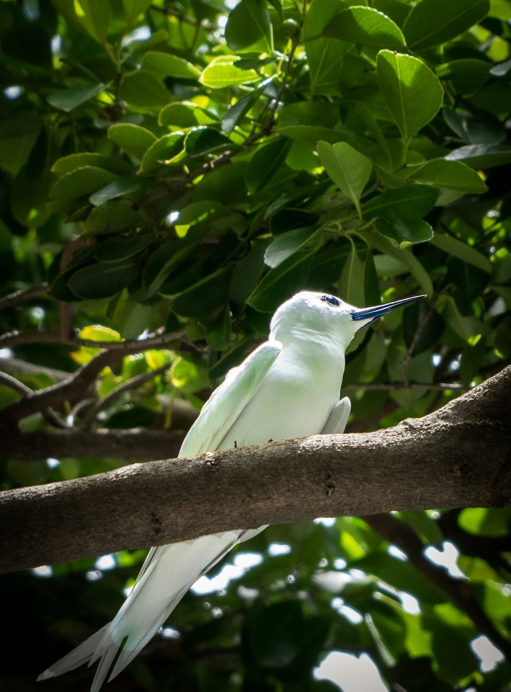 a white bird sitting on top of a tree branch