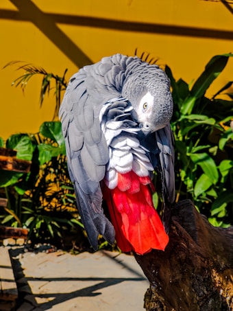 A grey parrot with bright red tail feathers is perched on a branch. It is surrounded by lush green leaves and set against a warm yellow background. The parrot appears to be grooming itself, as it has its head turned and beak nestled into its feathers.