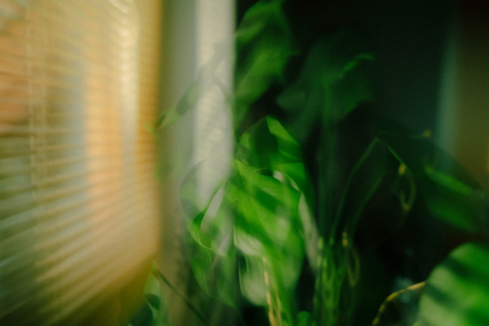 a blurry photo of a plant in a room