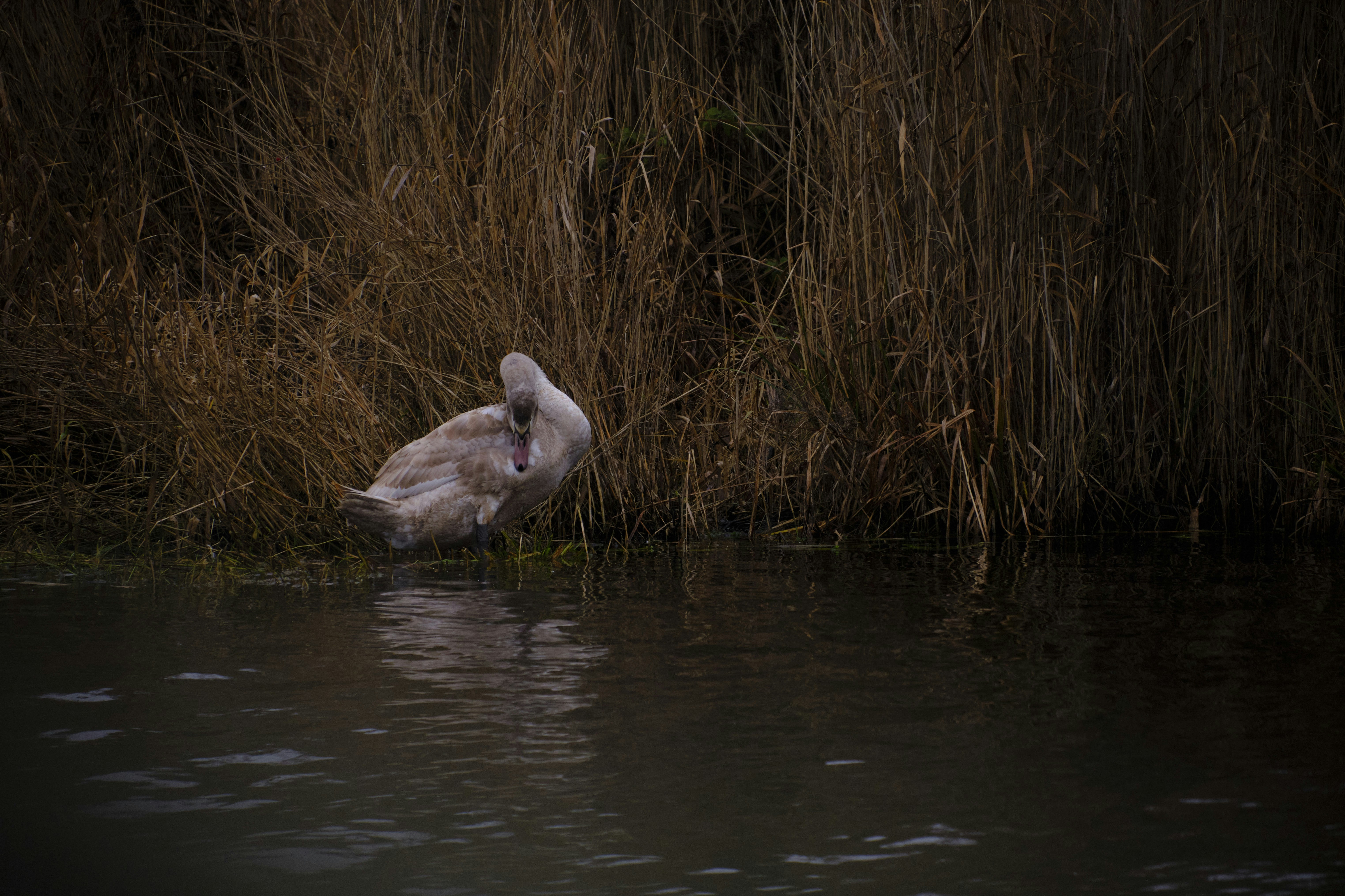 a white bird sitting on top of a body of water