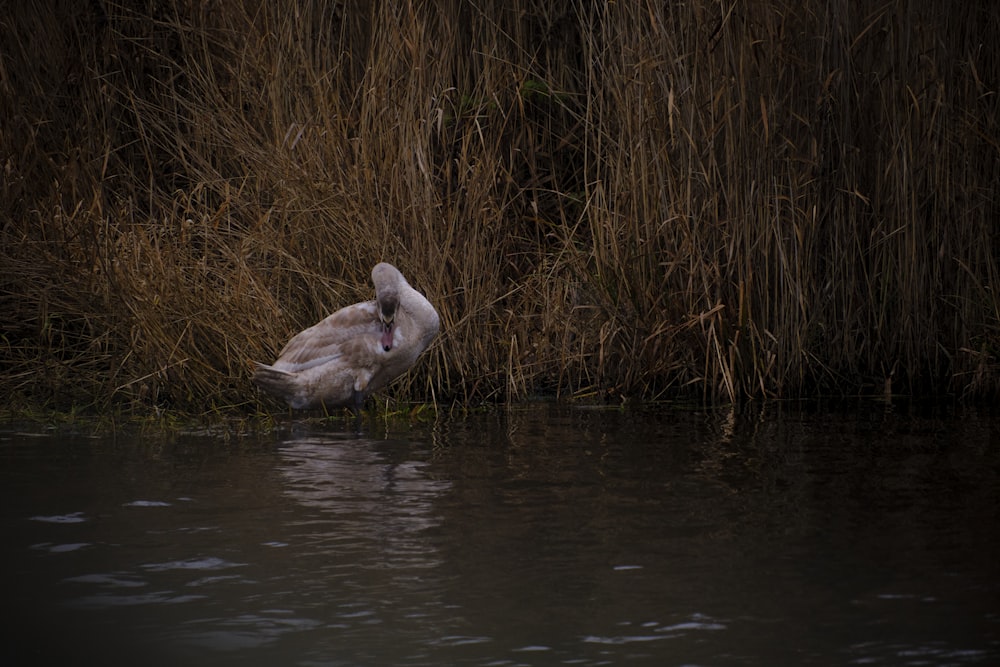 a white bird sitting on top of a body of water