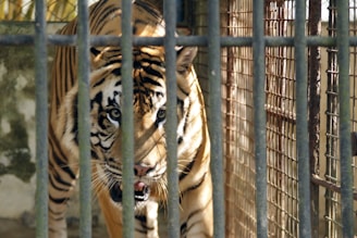 A tiger is seen behind the bars of a metal cage, appearing alert and focused. The sunlight casts shadows on its face, highlighting its distinctive black stripes and golden fur.