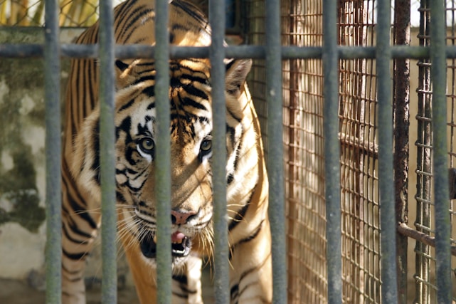 A tiger is seen behind the bars of a metal cage, appearing alert and focused. The sunlight casts shadows on its face, highlighting its distinctive black stripes and golden fur.