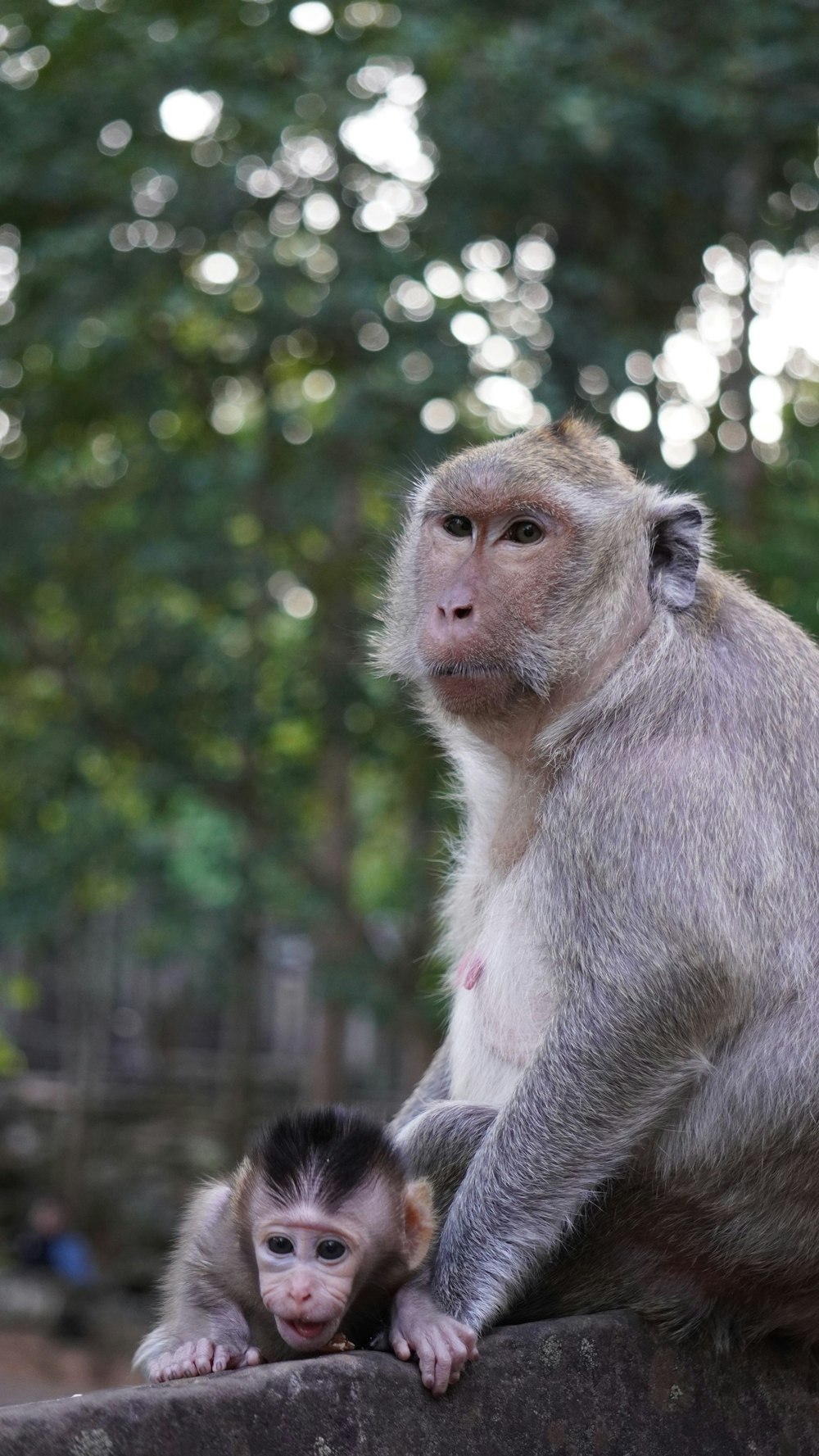 a baby monkey sitting on top of a rock next to an adult monkey