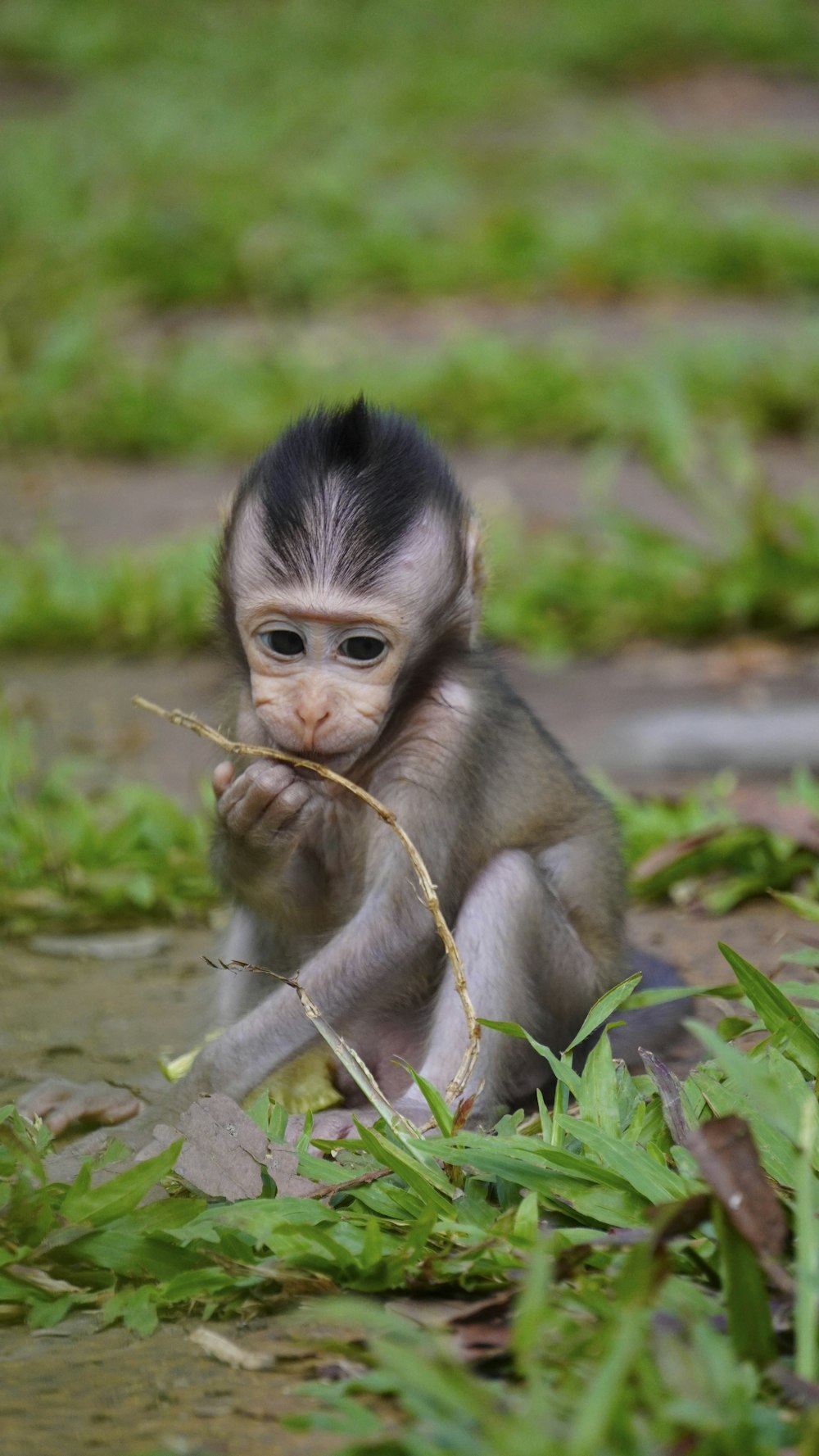 a baby monkey sitting on the ground with a stick in its mouth
