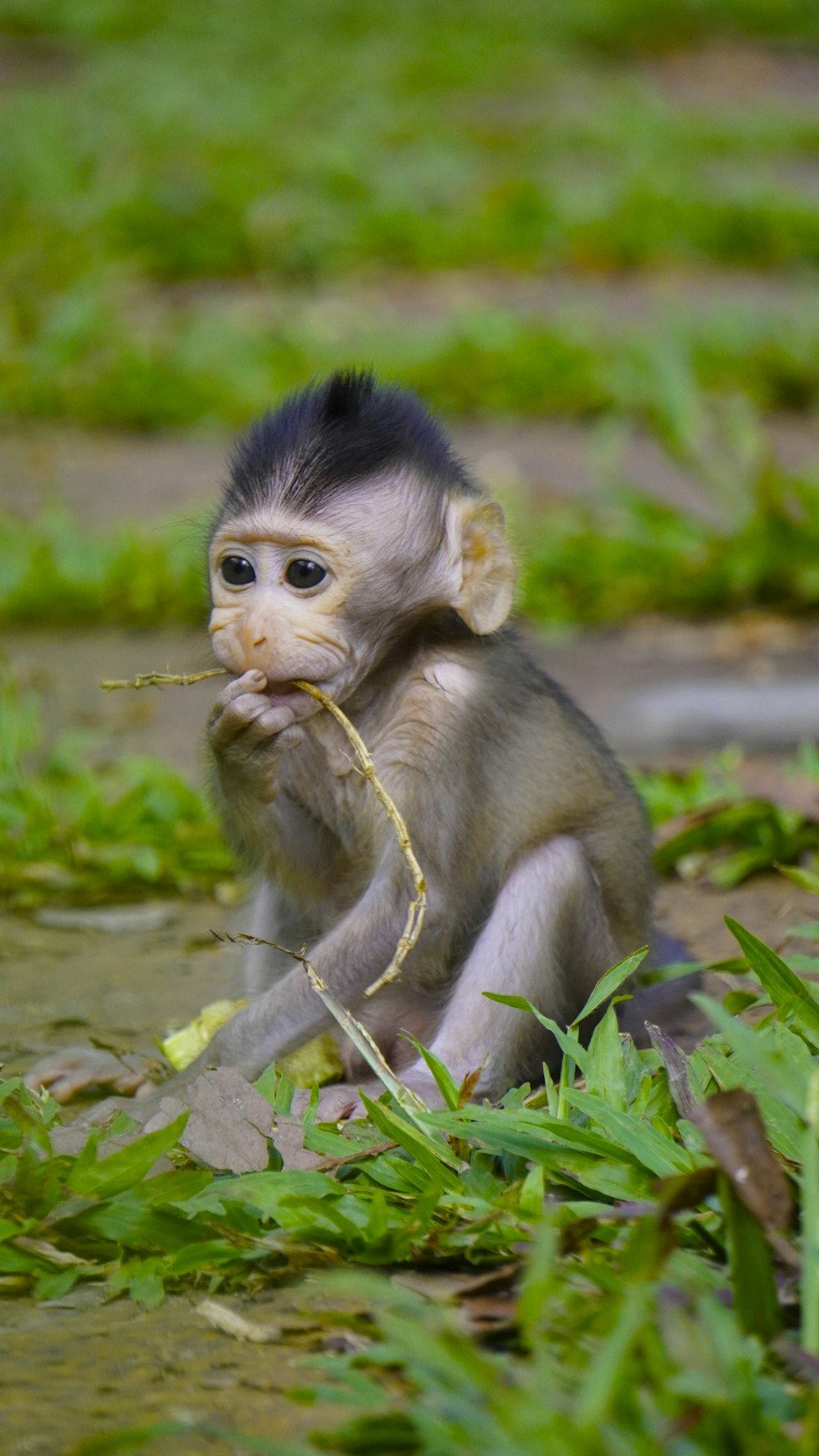 a small monkey sitting on top of a lush green field