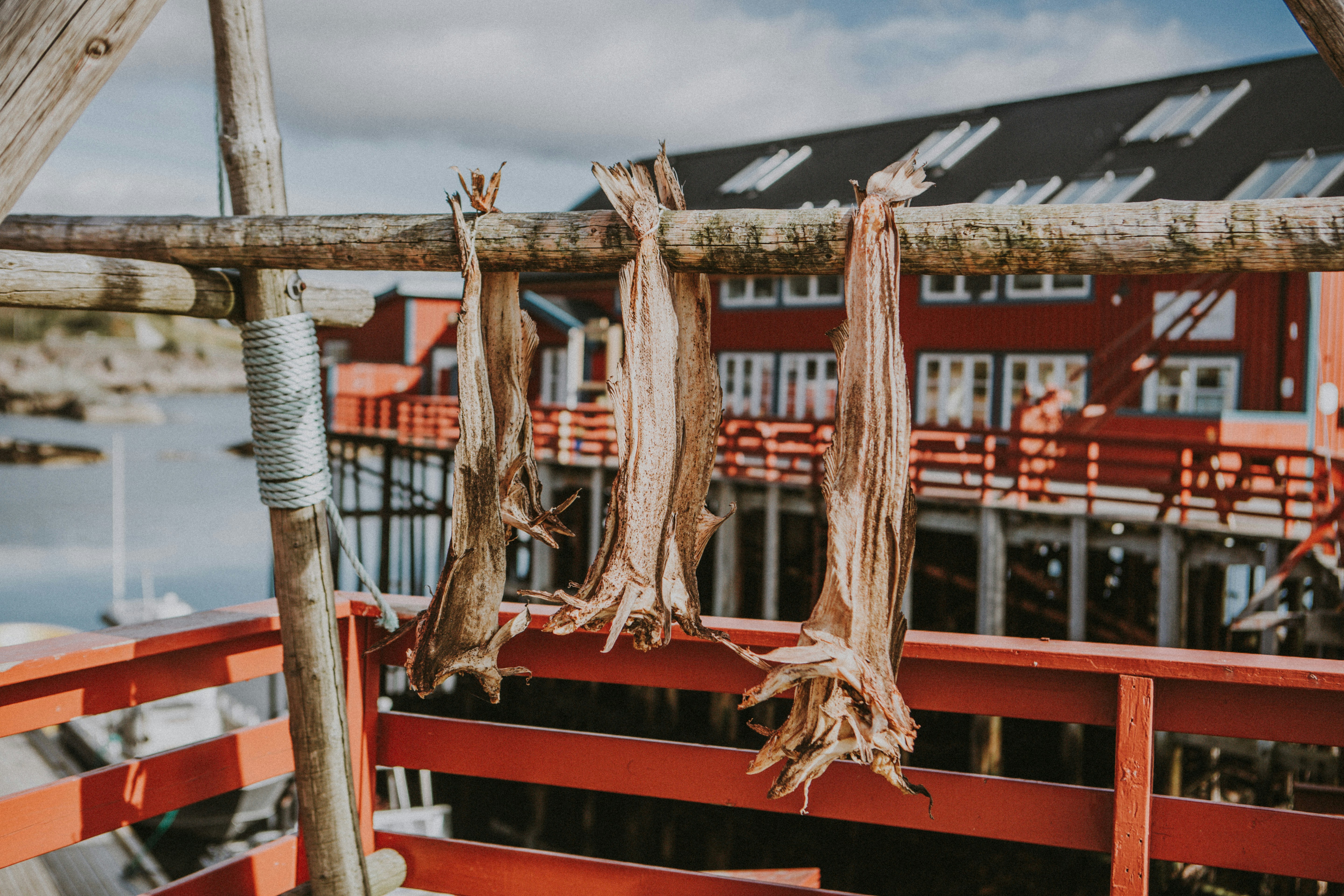 lofoten