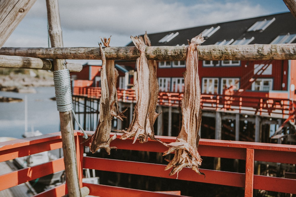 dried fish hanging from a wooden pole on a dock
