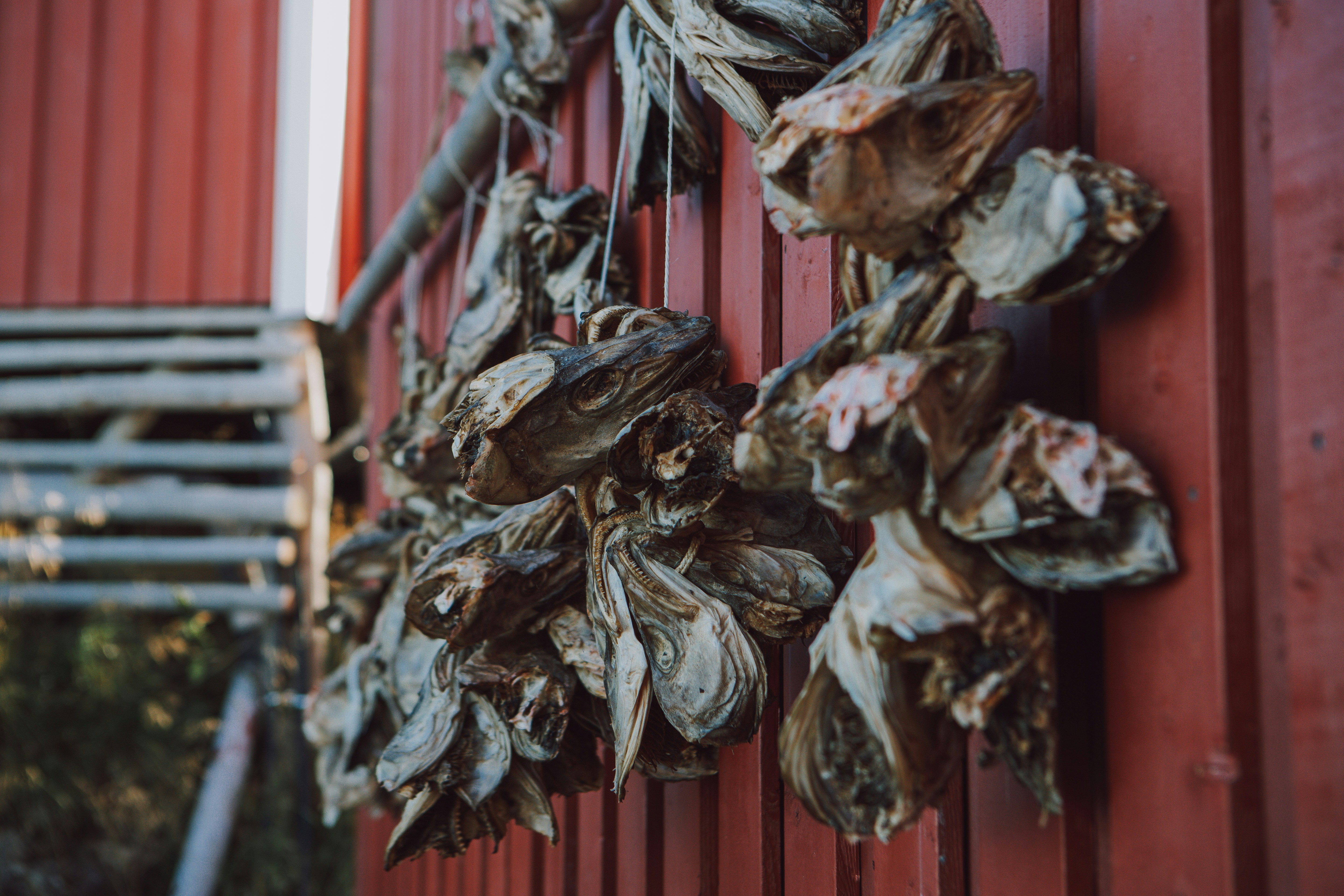 a bunch of dried leaves hanging from a red wall